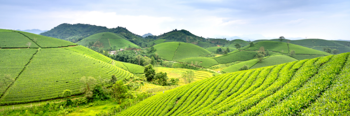 Cosa fa il dottore agronomo e dottore forestale Ordine Arezzo